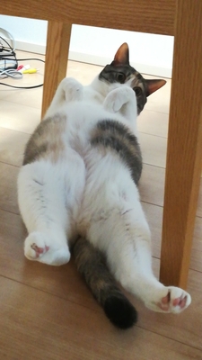 にゃあ.jpeg